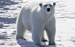 white Polar Bear